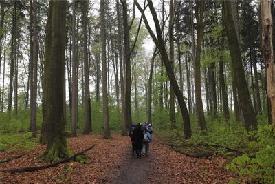 An regnerischen Tagen kann der Freiberger Hospitalwald geheimnisvoll und und verwunschen wirken.
