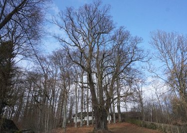 Die Körnerlinde steht in Eichigt nahe der Katharinenkirche. Eine Vermessung 2003 ergab einen Stammumfang von 8,16 Meter. 