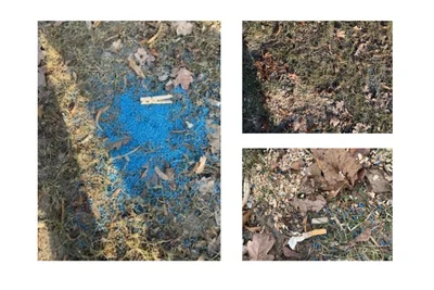 Schneckenkorn auf der Wiese am Schillerplatz. Wer hat es verteilt?