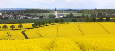 Auch rund um die Gemeinde Callenberg blühen zurzeit wieder mehrere riesige Rapsfelder. Die Preise für die Pflanzen, deren Öl als Speiseöl, Futtermittel und Grundstoff für die chemische Industrie genutzt wird, sind zuletzt gestiegen. Doch viele Landwirte haben ihre Lieferverträge längst ausgehandelt. Zudem sei die weitere Preisentwicklung unklar.