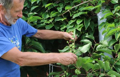 Steffen Janke zeigt seine Kiwiberries. Geerntet werden sie im September. 