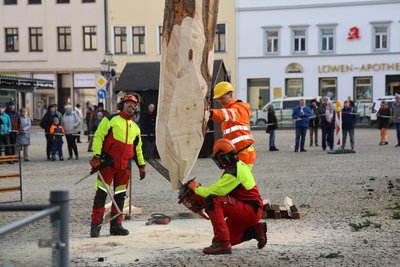 Die Mitarbeiter der Firma Hillig Land & Forst GmbH mussten an dem starken Stamm mehrmals die Kettensäge ansetzen. Der Stamm war viel zu dick für die unterirdische Hülse.