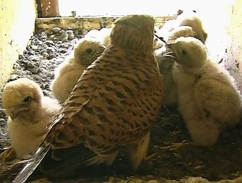 Ein Bild aus glücklicheren Tagen: Turmfalken-Weibchen Frida bei der Aufzucht ihrer Jungen im vergangenen Jahr. Damals wurden alle sieben Küken groß und stark.