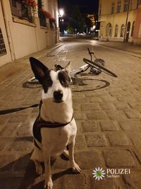 Hündin Lilly mit dem gestohlenen Fahrrad.