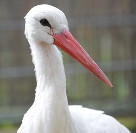 Seit gestern ist der Weißstorch wieder zurück im Limbacher Tierpark. Der vor einer Woche gestartete Auswilderungsversuch ist gescheitert. Nun soll das Tier in einen Storchenhof gebracht werden.