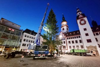 80 Jahre alt, 25 Meter hoch: Der Chemnitzer Weihnachtsbaum steht - 