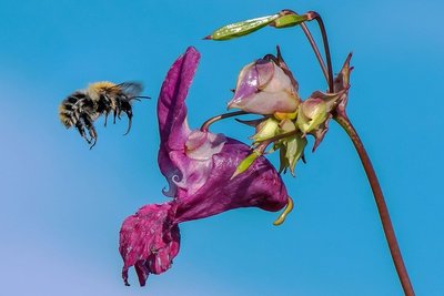 Überlebenskünstler im Ernährungsstress: Eine Hummel sucht Nektar in Blüten des Drüsigen Springkrauts. 