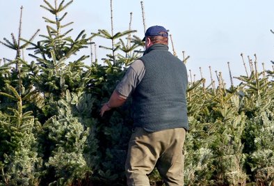 Achten die Menschen in der Region an Weihnachten auf den Klimaschutz? Diese Frage hat die "Freie Presse" in Westsachsen gestellt, auch beim Thema Weihnachtsbäume.