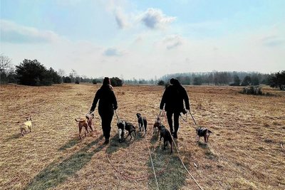 Bei Spaziergängen können sich die Vierbeiner für einige Stunden richtig austoben. Ob Leine oder nicht; das kommt auf den Hund an. 