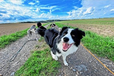 Die Rasse, das Alter sowie die Vergangenheit der Hunde sind egal, solange sie mit anderen Hunden umgehen können. 