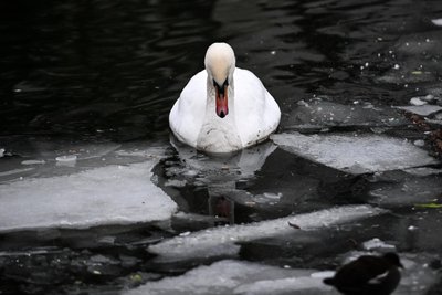 Ein Schwan schwimmt zwischen Eisschollen (Symbolbild). An der Pöhl sind jetzt zwei Schwäne an den Folgen einer Vogelgrippe-Infektion verendet.