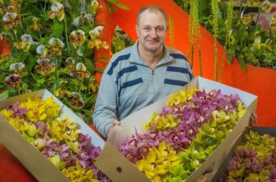 Lila, gelb und grün: Bernd Treder, Präsident der Deutschen Orchideengesellschaft, im Orchideenmeer in der Dresdner Messe. Noch im Karton Cymbidum, dahinter Frauenschuh.