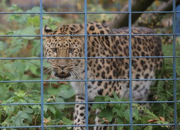 Amurleopard Timour macht sich im Tierpark in Limbach-Oberfrohna heimisch.