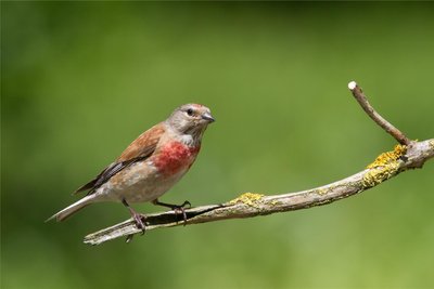 Die Männchen des Bluthänflings besitzen ein Prachtkleid mit roter Brust und Stirn. Um ein Tier dieser Art ist ein Streit entbrannt.