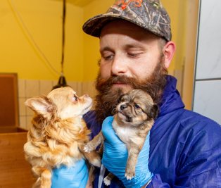 Tierheim-Mitarbeiter Chris Wolfrum kümmert sich derzeit liebevoll um die beschlagnahmten Chihuahua. In einem Zimmer sind derzeit vier Hündinnen und sechs Welpen untergebracht. 