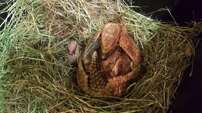 Einen Namen hat das Kugelgürteltier-Baby (links) noch nicht.