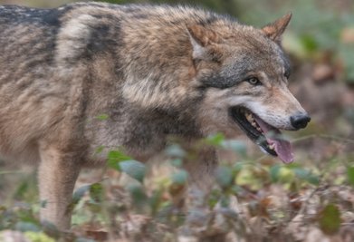 Ein Wolf - hier in einem Wildpark - hat im oberen Vogtland ein Schaf gerissen.