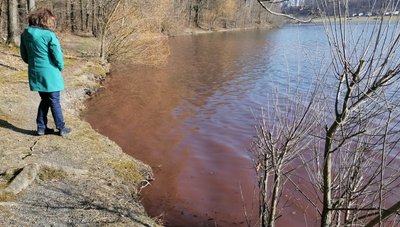 Kommt immer wieder vor: Die Rotfärbung des Pöhl-Wassers wird durch die Blaualge verursacht. Massenhaftes Auftreten dieser Cyanobakterien schadet Wasserlebewesen und unter Umständen auch Menschen. 