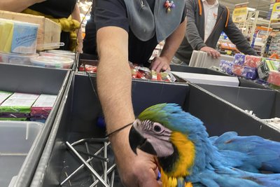 Jetzt schreitet Herrchen ein. Der blutjunge Ara muss zurück ins Körbchen.