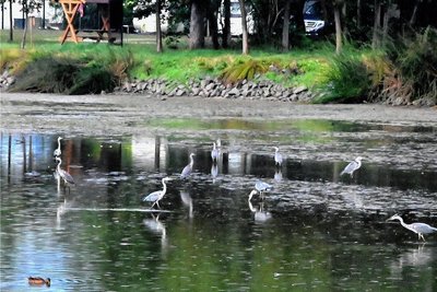 Kaum noch Wasser, dafür aber jede Menge Reiher. Nun wollen die Angler die Fische herausholen. 