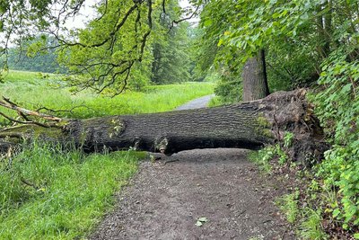So sah es am Montagmorgen auf dem Weg zwischen Hainstraße und Stadtpark aus. Inzwischen ist der umgekippte Baum beseitigt.