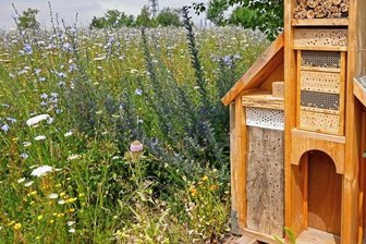 800.000 Euro für die Insektenwelt - Eine artenreiche mehrjährige Blühwiese mit heimischen Pflanzen und Wildbienen-Nisthilfen bei Hohenstein-Ernstthal. 