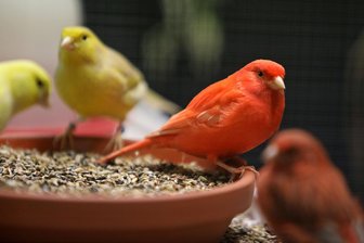800 Besucher bei Vogelausstellung in Waldenburg - Nicht nur kanariengelbe Kanarienvögel waren bei der Ausstellung zu sehen.