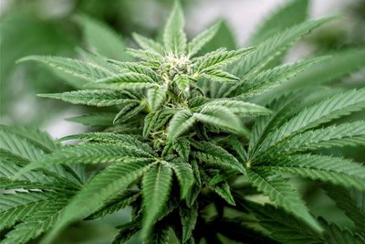 Sorgt für Streit in der Politik: eine Cannabis-Pflanze.