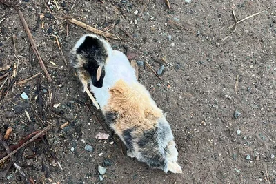 Dreifarbige Feldhasen gibt es nicht, sagt Kaninchenkenner Joachim Pfenner. Er wie auch die Finderin der sieben toten Tiere vermuten, dass diese vom Halter ausgesetzt wurden und dann im Wald erfroren seien.