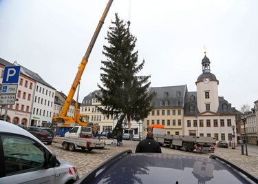 Der Glauchauer Weihnachtsbaum kommt in diesem Jahr aus Hohenstein-Ernstthal.