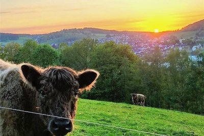 "Sonnenuntergangs-Kuh" hat C. Schaarschmidt dieses Bild genannt. 