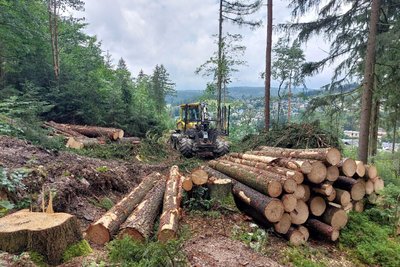 Der Holzeinschlag an der Friedenshöhe in Klingenthal hatte im Sommer 2024 bisweilen Gemüter erhitzt.