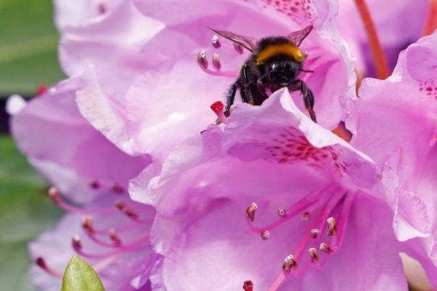 Rhododendren am Berggasthaus stehen in voller Blte