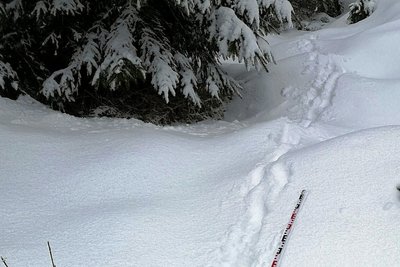 Der Rüde könnte sich bereits mit einem Weibchen vereint haben. Neue Spuren belegen, dass mit großer Wahrscheinlichkeit ein Wolfspaar in der Region unterwegs ist.