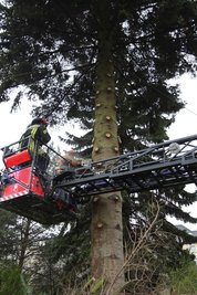 Die Feuerwehr sägte überschüssige Zweige ab. Dann wurde der Baumstamm gekürzt.