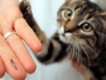 Ein Kater bekommt einen Mikrochip unter die Haut platziert. Die Daten sollten auch einem Haustierregister gemeldet werden. 