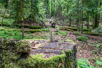 In den Forstbezirken Eibenstock und Neudorf zeigt der Wald sich so, wie er für dem Klimawandel besser begegnen kann.