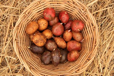 Kartoffeln gibt es in verschiedenen Kochtypen, Reifezeitpunkten, Farben und Formen.