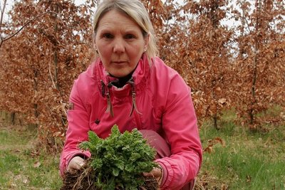 Yvonne Geipel mit dem Jakobskreuzkraut.