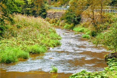 Mehr Grün als Wasser: Der Pegel der Flöha ist zwischen Olbernhau und Pockau sehr niedrig. Viele Steine ragen aus dem Wasser. 