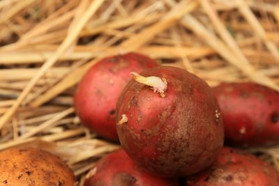 Eine Pflanzkartoffel hat im Idealfall kurze, gedrungene Keime. Drei bis fünf Pflanzkartoffeln kommen auf den laufenden Meter.