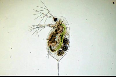 In einem begehbaren Wassertropfen wird die Welt des Planktons gezeigt.