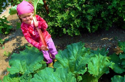 In vielen Gärten wird im Mai Rhabarber geerntet. Dabei zieht man nur voll entwickelte Blattstiele von der Pflanze. Zu Kuchen oder Kompott verarbeitet, sind die sauren Stangen auch bei vielen Kindern beliebt. 