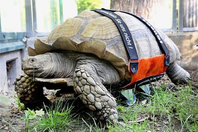Die Spornschildkröte Helmut krabbelt mit seinem Spezial-Rollbrett durch das Freigehege der Zoom-Erlebniswelt. 