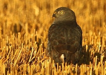 
              <p class="artikelinhalt">In Sachsen vom Aussterben bedroht, auf Malta von Jägern beschossen: die Wiesenweihe.</p>
            