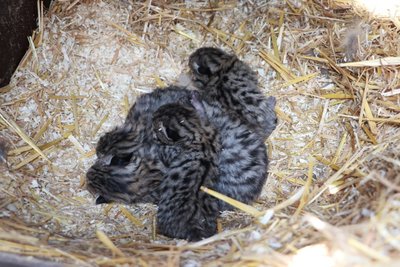 Bei dem Wildkatzen-Pärchen erblickten die Pfleger am Karsamstag fünf Jungtiere neben ihrer Mutter in der Wurfbox. Erst Anfang Dezember wurde diese neue, vom Tierpark-Förderverein finanzierte Anlage für Europäische Wildkatzen eröffnet und beide Tiere - die Katze stammt aus einem Schweizer Zoo und der Kater aus einem französischen - eingesetzt. 
