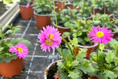 Eine Laune der Natur: Das Blaue Gänseblümchen hat Zwillingsblüten ausgebildet.