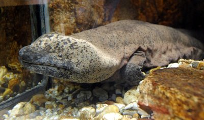Dieser Riesensalamander ist am Mittwochmorgen nach Dresden geschafft worden. Dort soll er für Nachwuchs sorgen.