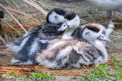 Brandgänse mit Küken. Die Vögel teilen sich aktuell die Anlage mit den Rosaflamingos.