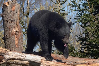 Der Schwarzbär im Tiergarten Falkenstein, dem Anziehungspunkt für Besucher der Stadt.